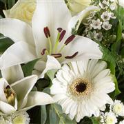 Hand-Tied - Choose Colours