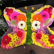 Butterfly Bright and Clashy