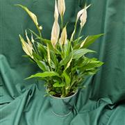 Peace Lily