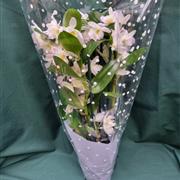Dendrobium Orchid
