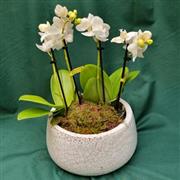 Mini Orchids in Ceramic Bowl (37 cm)