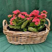 Kalanchoes in Basket