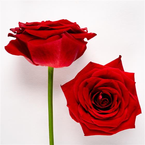 12 RED NAOMI ROSES Bobby s Florist Jersey